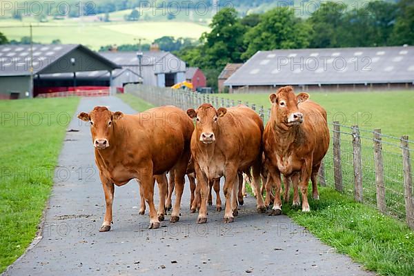 Domestic Cattle