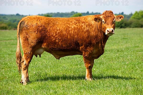 Domestic Cattle