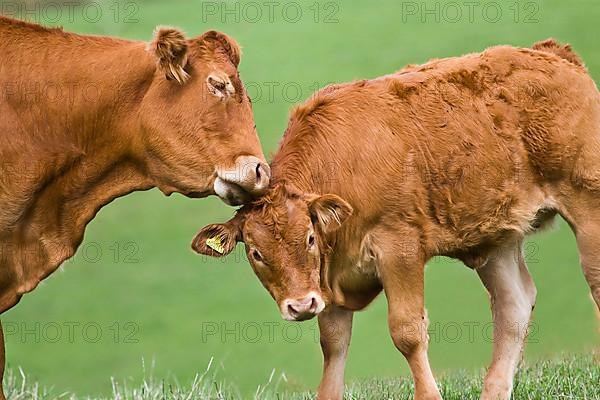 Domestic cattle