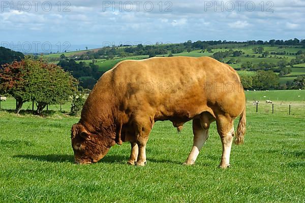 Domestic Cattle