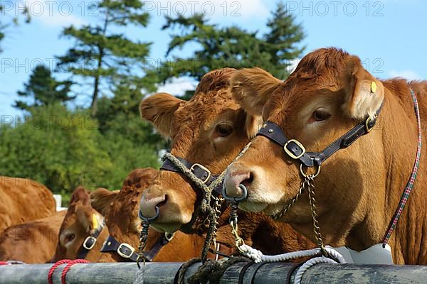 Domestic Cattle