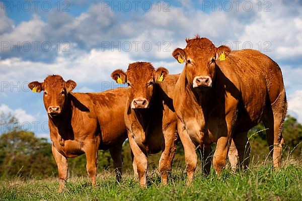 Domestic Cattle