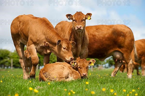 Domestic Cattle