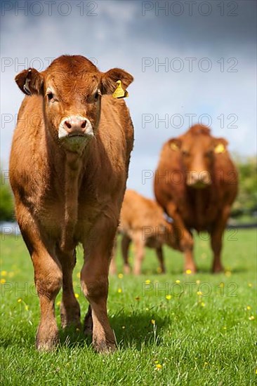 Domestic Cattle