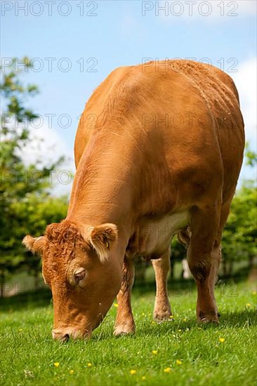 Domestic Cattle