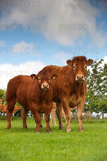 Domestic Cattle