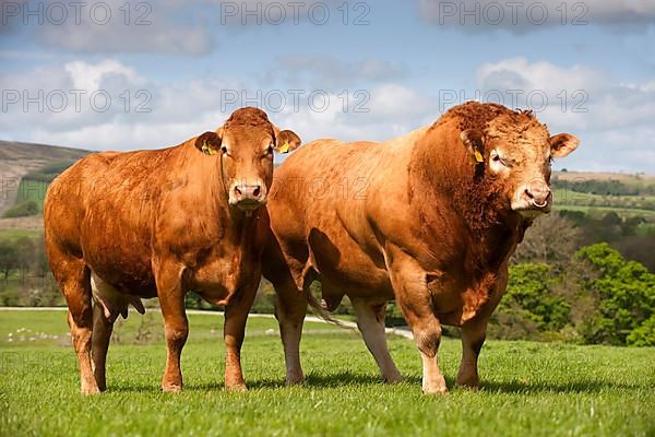 Domestic Cattle