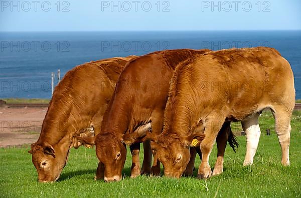 Domestic cattle