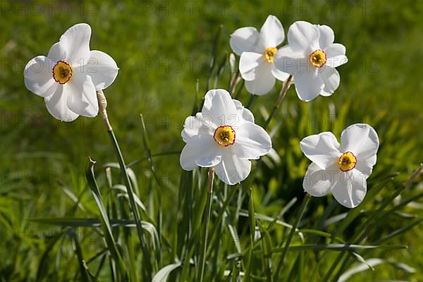 White Daffodils