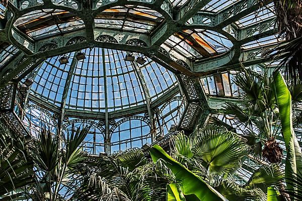 Palm trees in the Jardin d'hiver