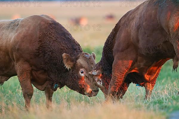 Domestic cattle