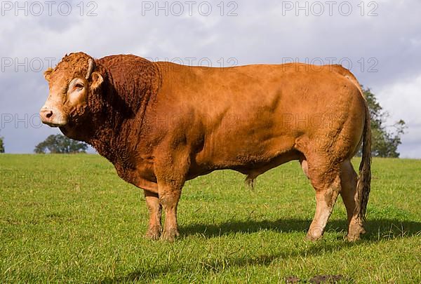 Domestic Cattle