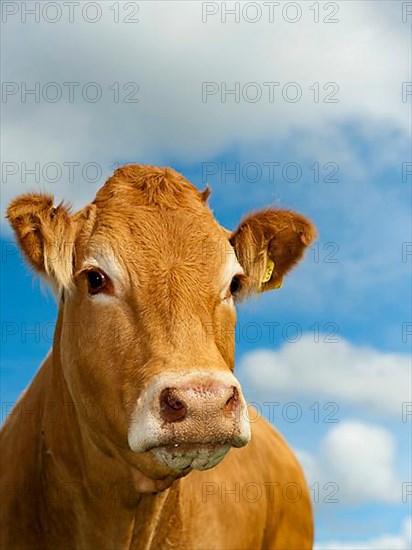 Domestic cattle