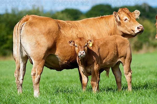 Domestic cattle