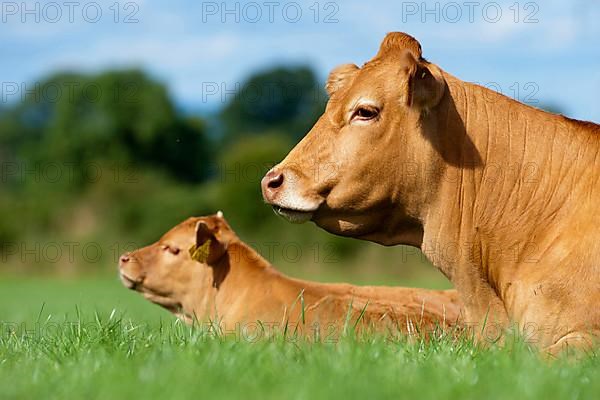 Domestic cattle