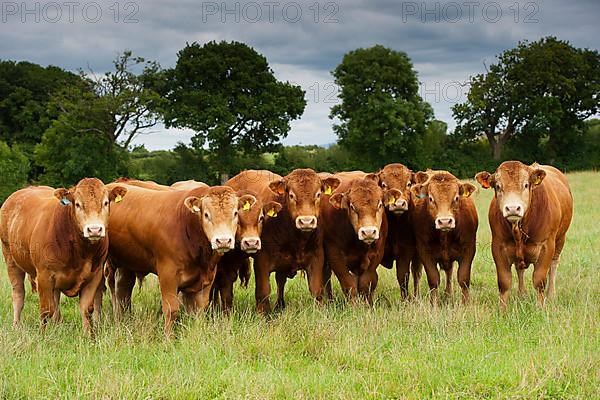 Domestic cattle