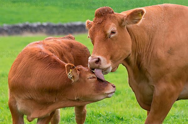 Domestic Cattle