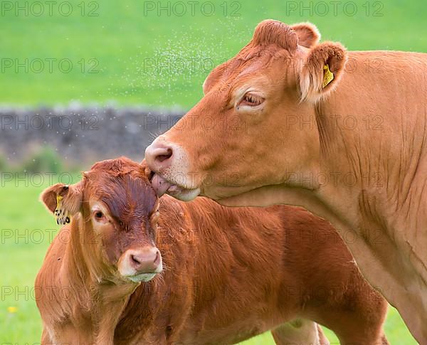 Domestic Cattle