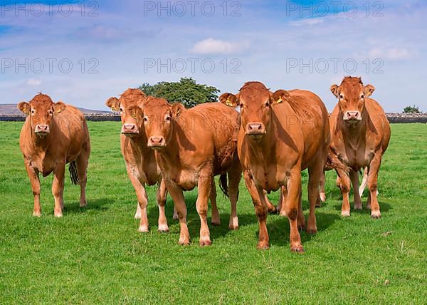 Domestic Cattle