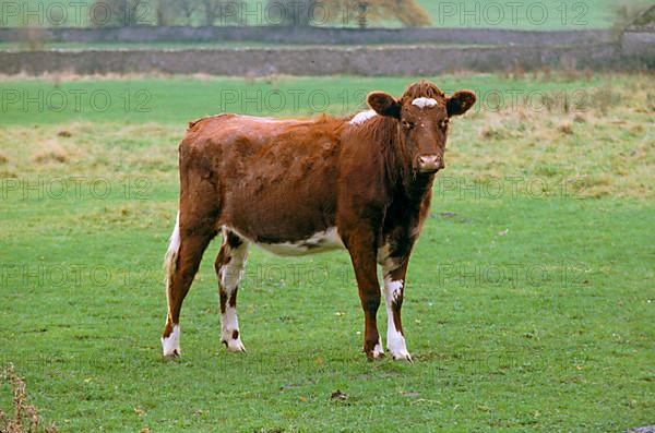 Domestic cattle