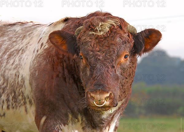 Domestic Cattle