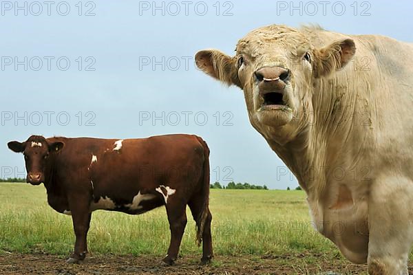 Domestic Cattle