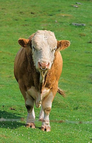 Domestic cattle