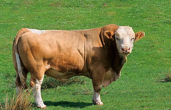 Domestic cattle