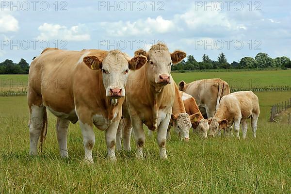 Domestic Cattle