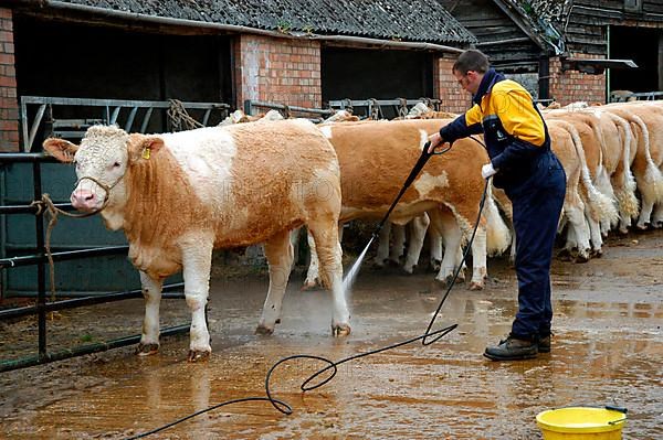 Worker preparing Simmental cattle for sale and washing them down with a pressure washer