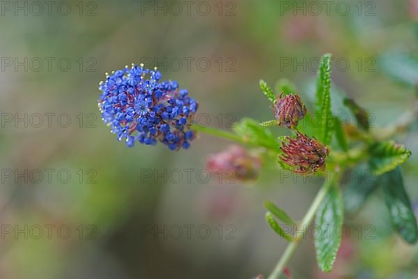 Ceanothus concha California Lilac