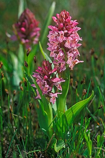 Early marsh-orchid