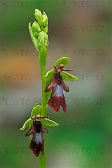 Fly orchid