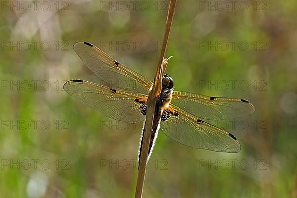 Four-spotted dragonfly