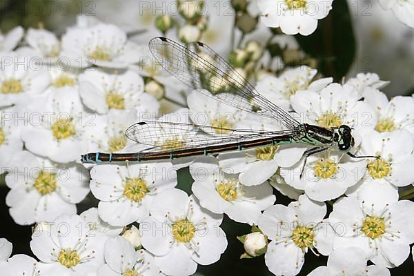 Horseshoe damselfly