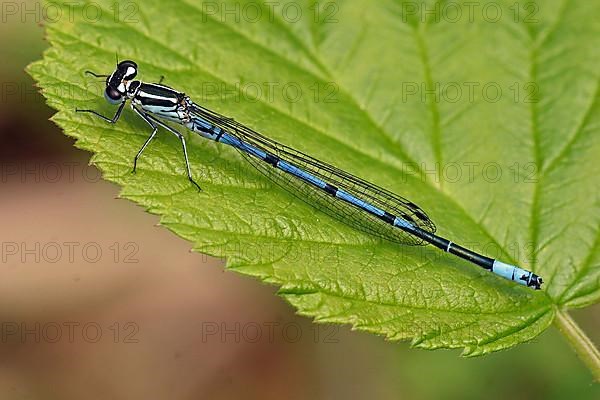 Horseshoe damselfly