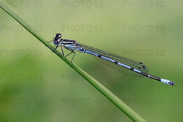 Horseshoe damselfly