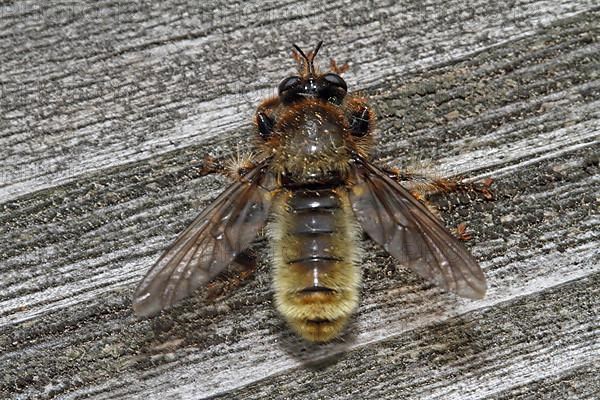 Yellow assassin fly