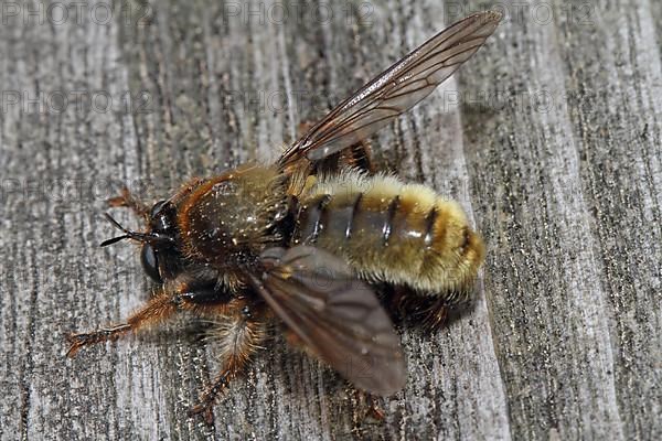 Yellow assassin fly