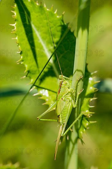 Greater green hayseed