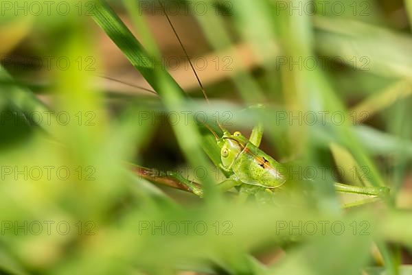 Greater green hayseed