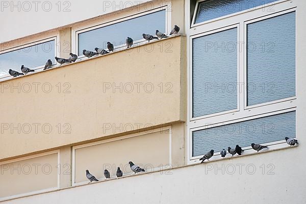 Domestic Pigeon