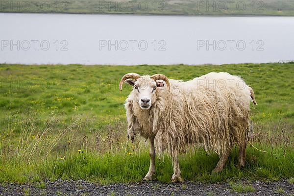 Icelandic Sheep