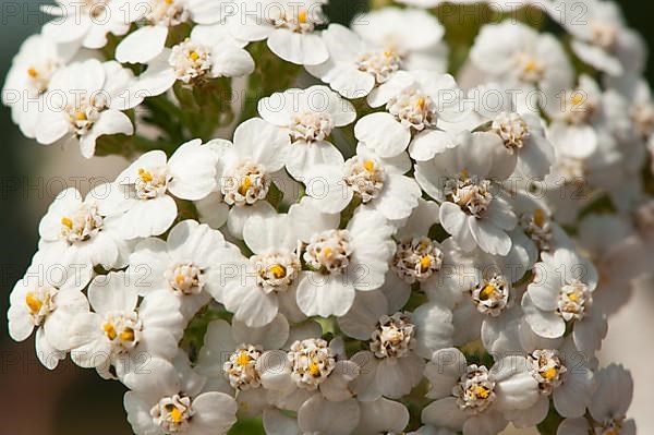 Yarrow