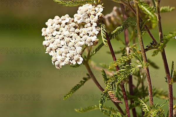 Yarrow