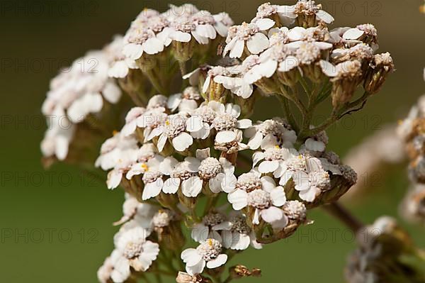 Yarrow