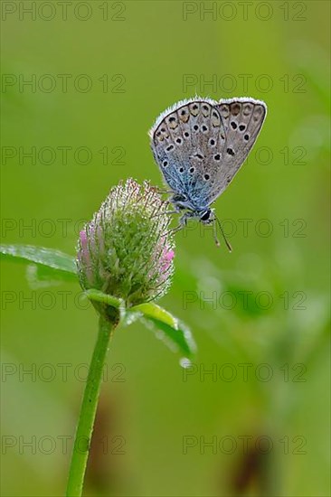 (Adonis) blue