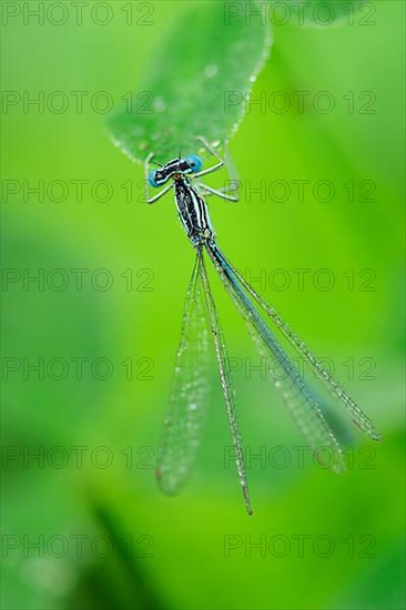 Common Darter