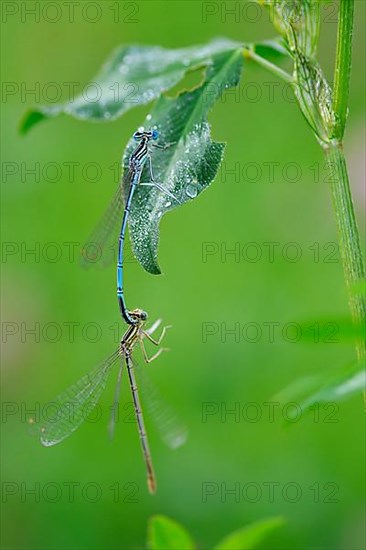 Common damselflies