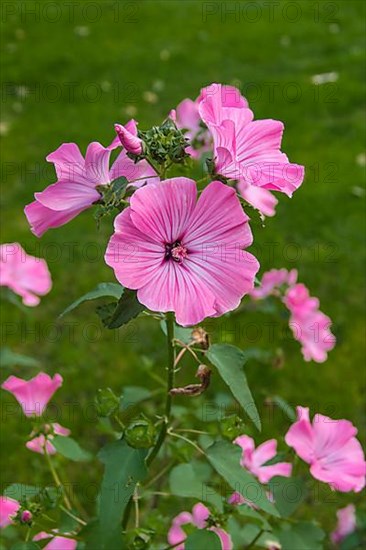 Mallow